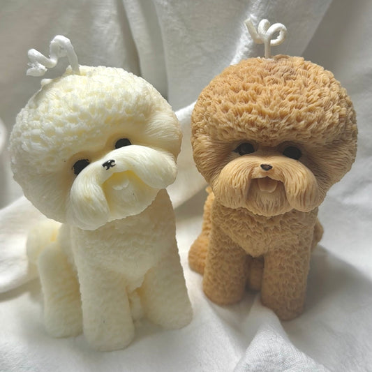 Candela Bichon Frise